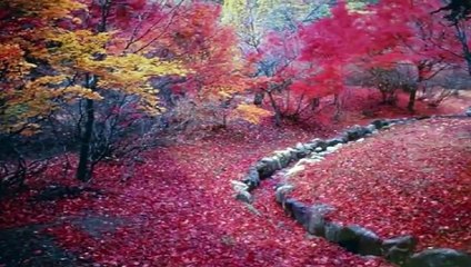AUTUMN ROSE  ( Ernesto Cortazar  - Music Video HD Dailymotion