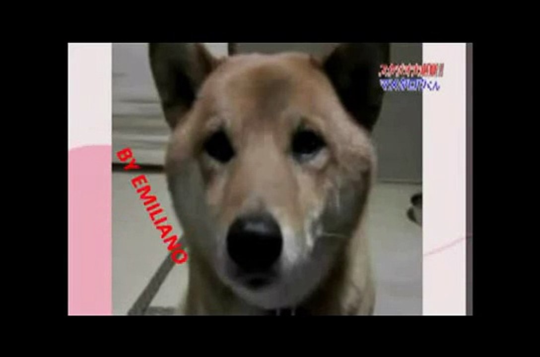 Perro ladra más bajo a pedido (subtitulado Español)
