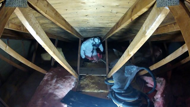 Mold Removal Services | Mold Remediation Process