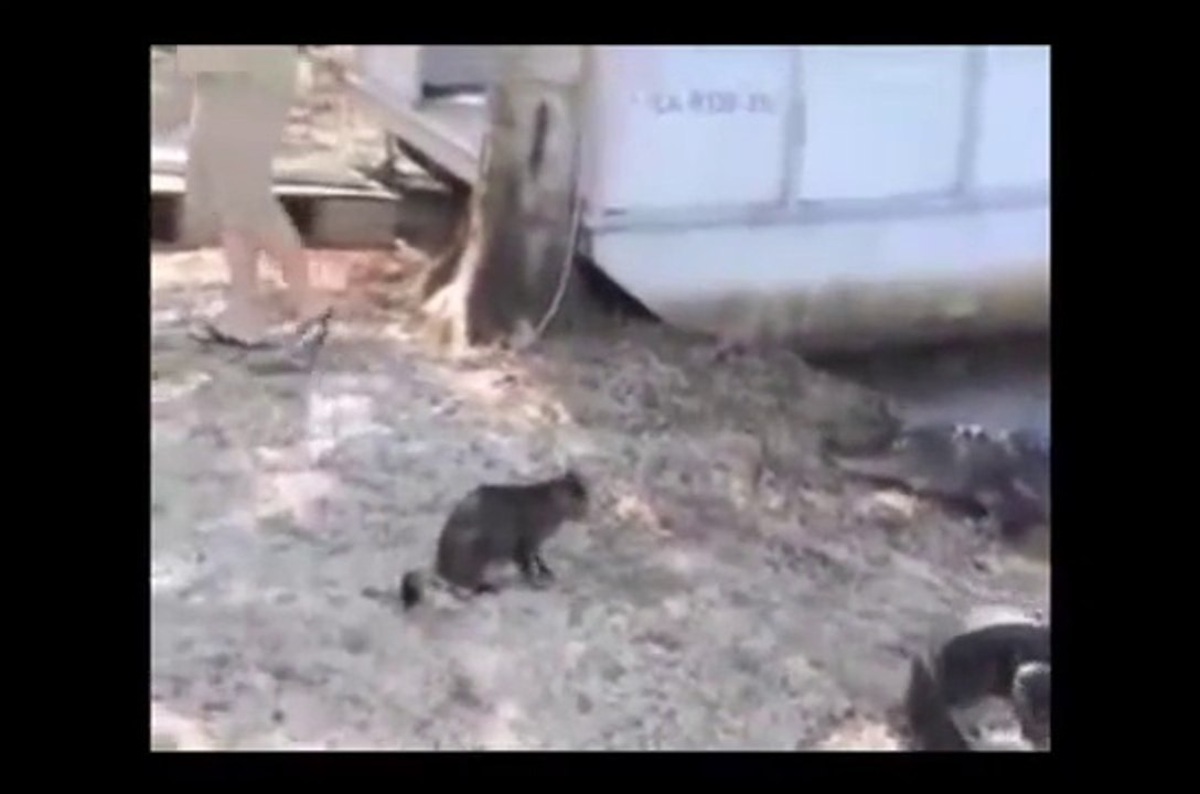 Biggest wild animal fights !!