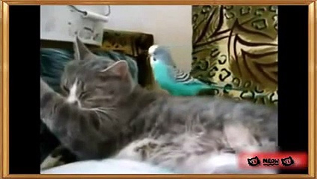 Funny Cats and Bird Videos __ Compilation 2015 [NEW HD] -