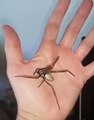 Handling a Huge Australian Spider