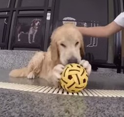 Golden Retriever's Underwater Swim Captured by GoPro