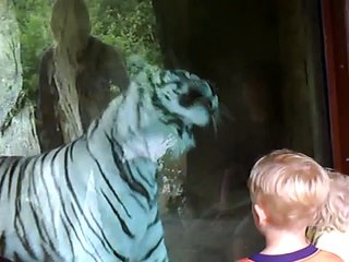 White-Tiger-attacks-little-boy-87pDGsTYCqU