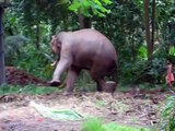 Elephant-kicking-at-Annakota-Guruvayoor-Trichur-Kerala-6yCBe1GIn1c