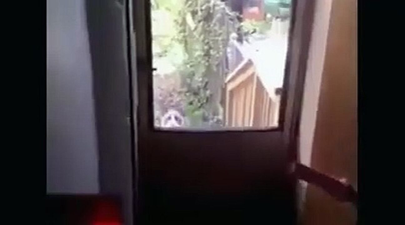 This cat wants to come