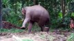Elephant kicking at Annakota, Guruvayoor, Trichur, Kerala-6yCBe1GIn1c