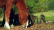 Incredible Friendship Between A Horse And A Baboon