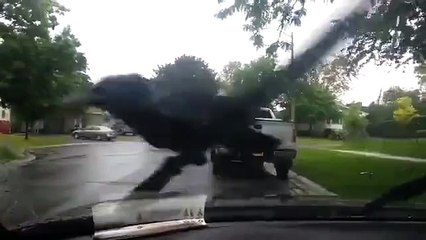 OMG This Crow Takes A Ride On A Window Wiper