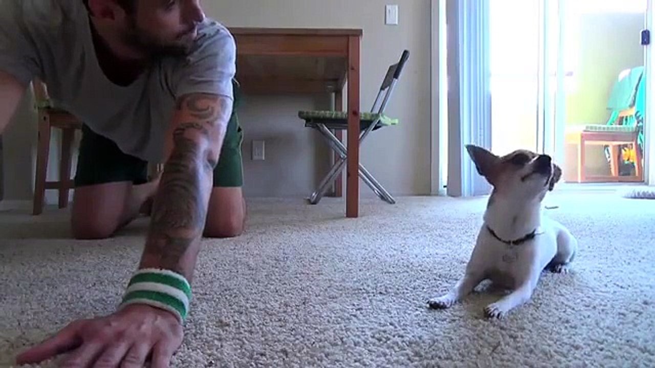dog-practices-yoga-with-owner