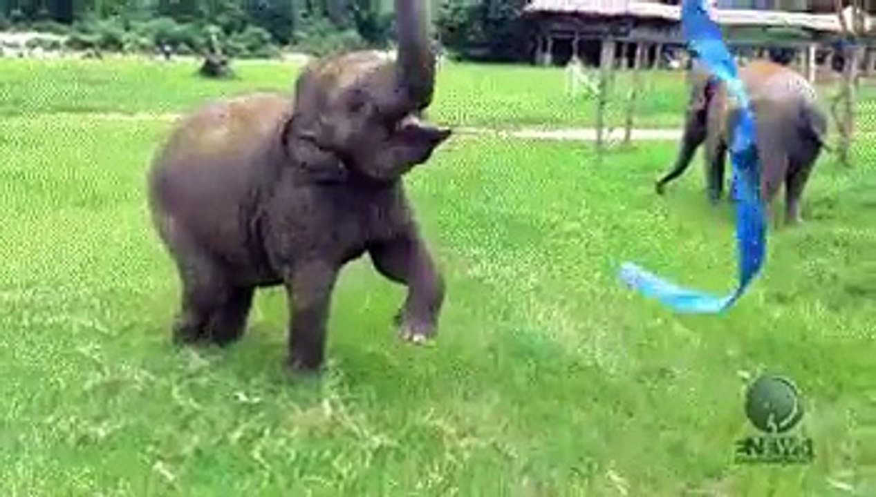 A baby elephant finds a piece of ribbon and subsequently has the best day of his life