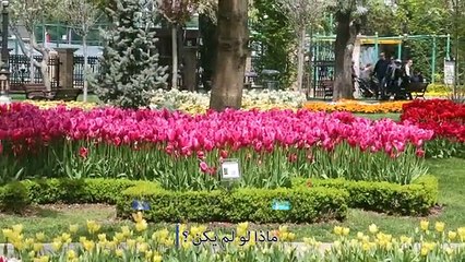 ماذا لو لم يكن ؟ 1- أزهار التّوليب