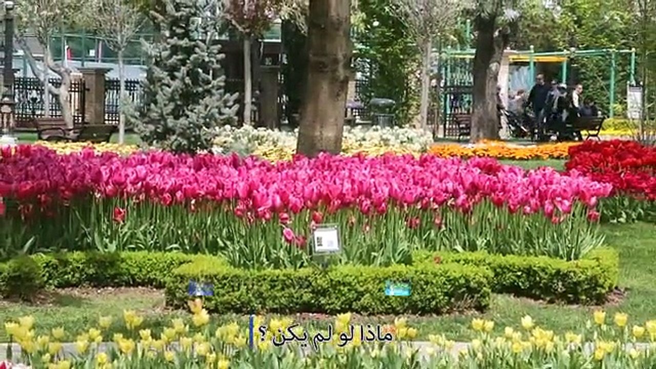 ماذا لو لم يكن ؟ 1- أزهار التّوليب