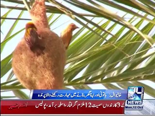 Biha Bird Beautiful Nest Building 12th October 2015