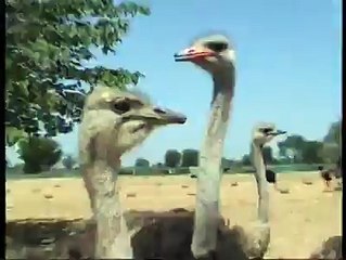 Report on Ostrich by a Pakistani Channel