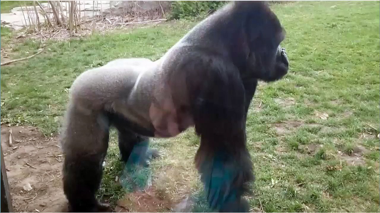 When a Silverback attacks.