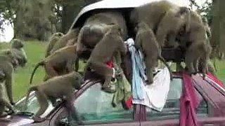 Baboons stealing car roof luggage-videosmunch