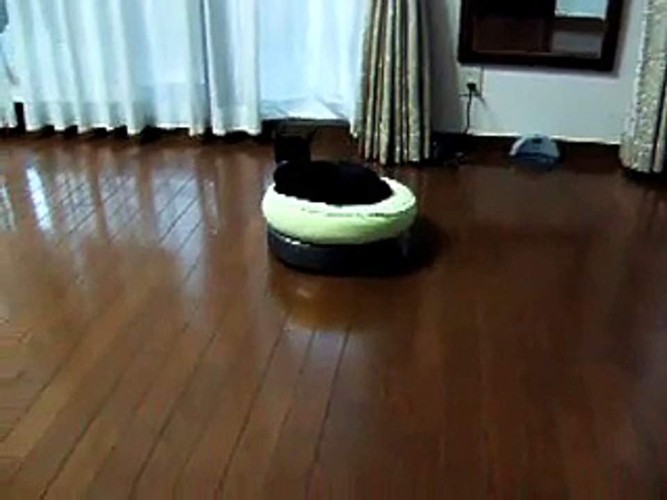 Amazing cat enjoys the ride-videosmunch