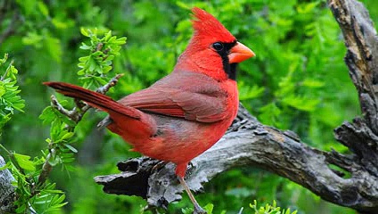 Birding by Ear_ Northern Cardinal Song -