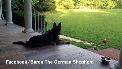 Ce chien est très serviable mais il est aussi un peu alcoolique!