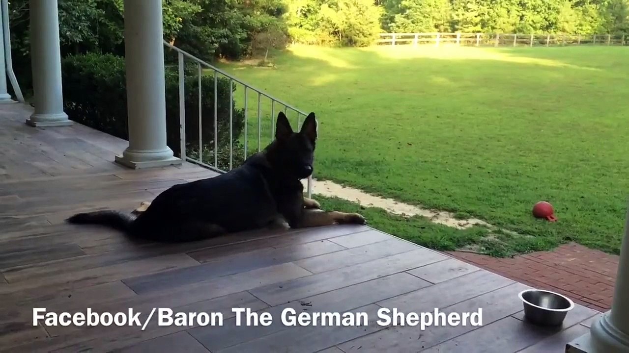 This dog loves beer... A lot!  Hilarious pet...