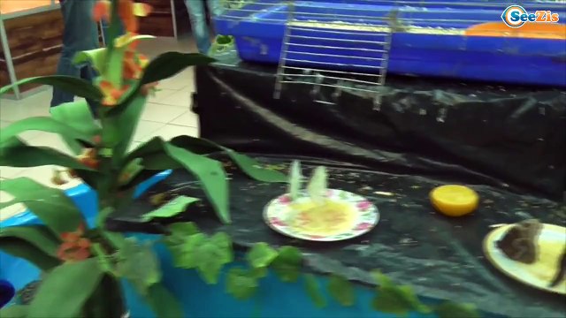 ✔ Кукла Беби Борн и Ярослава на выставке Бабочек. Baby Born doll is on the exhibition of butterflies