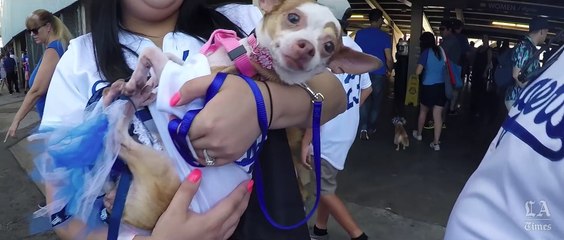 Experience Dodger Stadium Through a Pug's Eyes 🐶