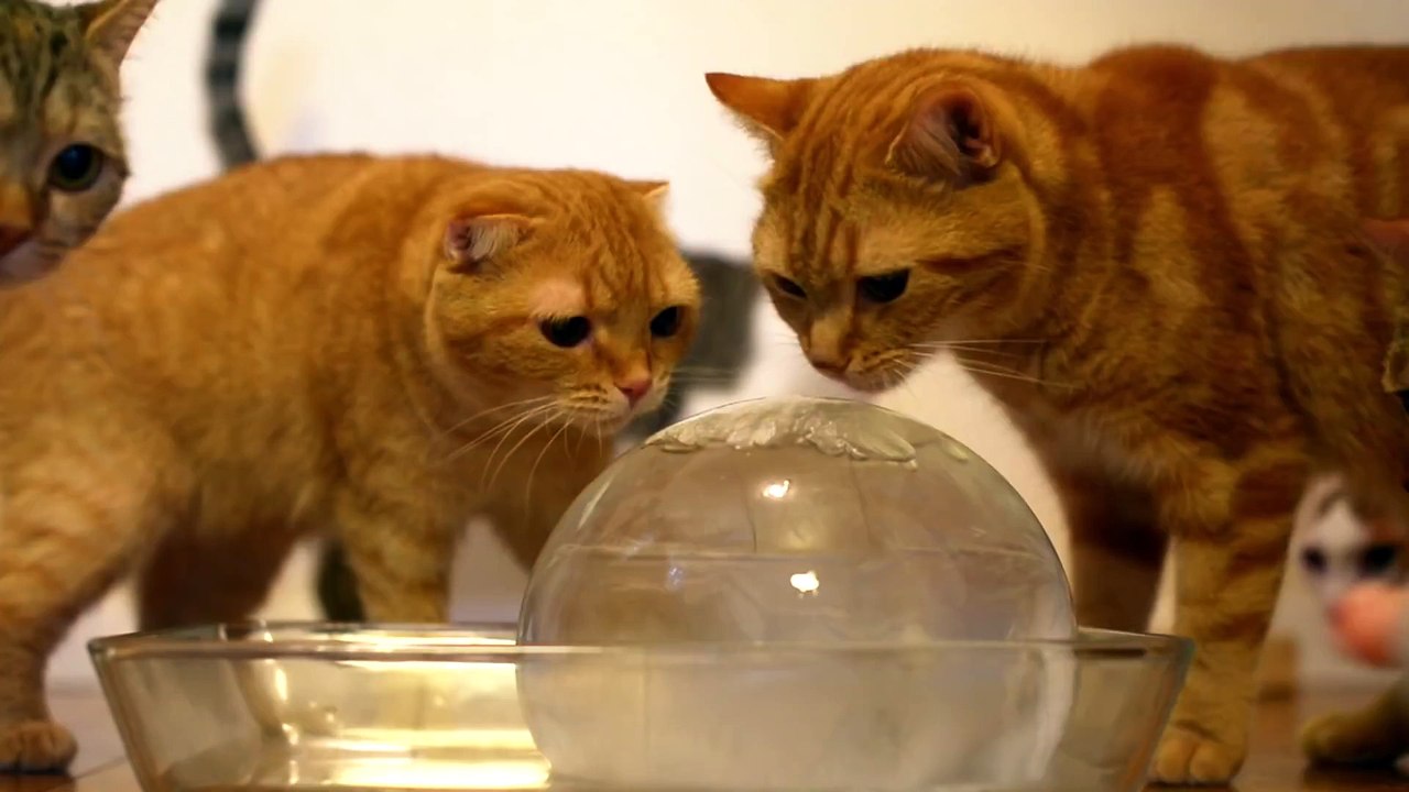 10 Cats to Enjoy Ice Ball 丸い氷を楽しむ10匹の猫