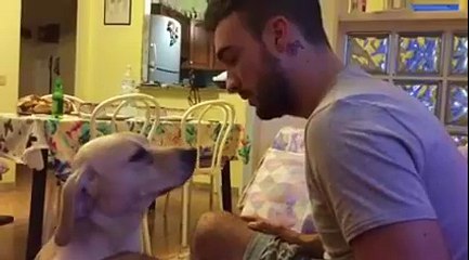 Dog Apologizing to His Owner