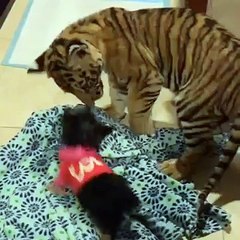 Adorable Yorkie Puppy and Tiger Unlikely Friends