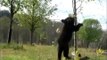 Adventurous Cubs Climb Newly Planted Tree _ Black Bear