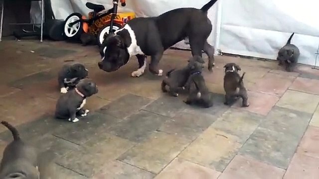 American Bully Dog Gets Swarmed by Puppies