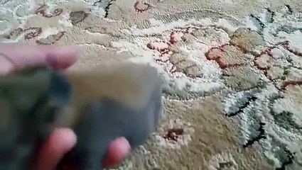 Baby Bunny Looking for Cuddles