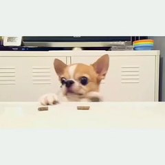 Baby Chihuahua Too Small to Get Treats