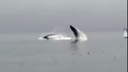 5 Whales Breach at Same Time