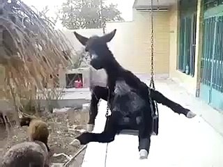 Funny Donkey on Swing Fell Off