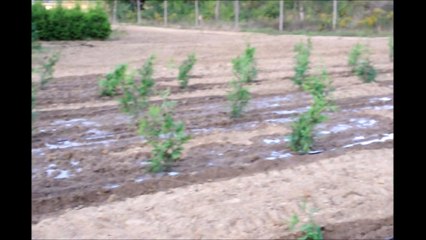 Planting Evergreens When the Soil is Dry