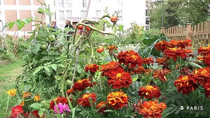 Nouveaux quartiers: Dans le jardin partagé de l'Amiral Mouchez