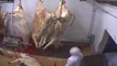 EXCLUSIVITÉ Le Point.fr : la saignée des bovins dans l'abattoir d'Alès