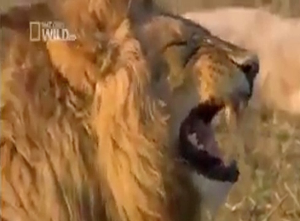 Lion Laughing In Human Voice -- Very Funny - video Dailymotion
