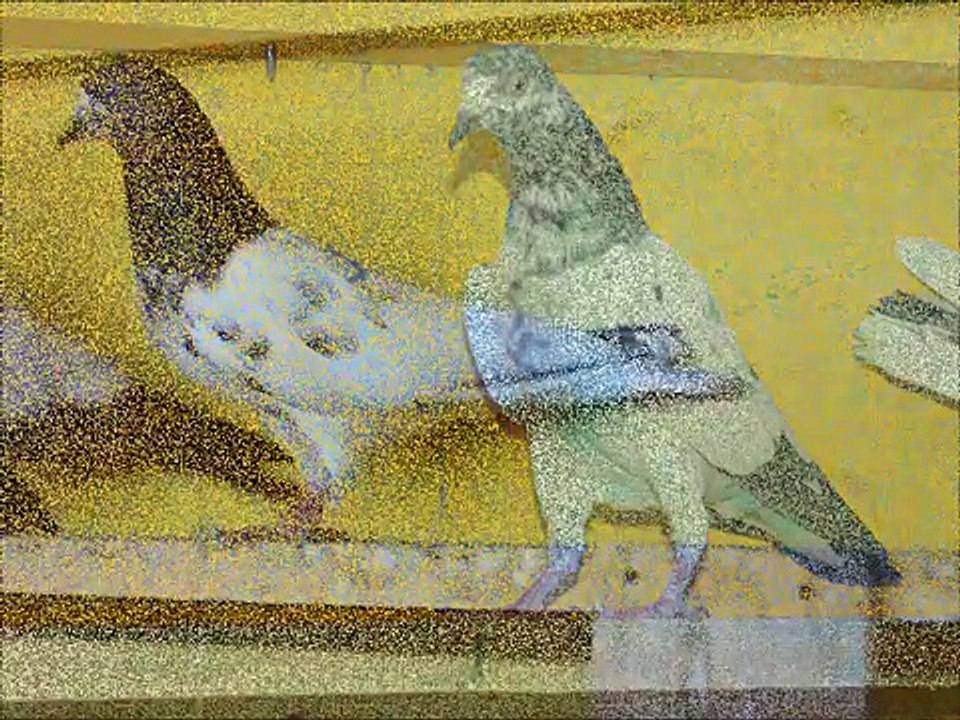 M.Anees pakistani pigeon