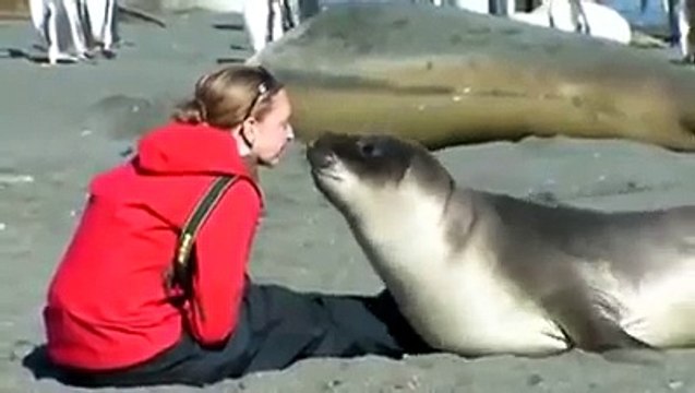 Non potevate immaginare che un elefante marino potesse fare questo ad un essere umano!