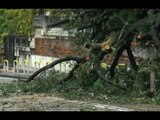 Napoli - Maltempo, albero crolla ai Colli Aminei vicino Ospedale CTO -live- (11.10.15)
