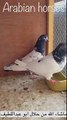 teddy pigeons breeder saudi pakistani pigeon