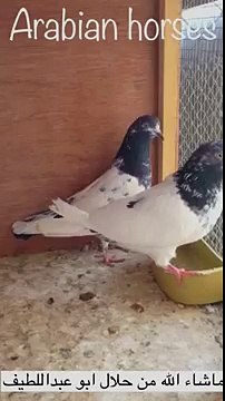 teddy pigeons breeder saudi pakistani pigeon