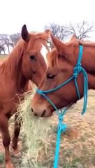 Un cavallo corre con la bocca piena di fieno: ciò che sta per fare vi scalderà il cuore!