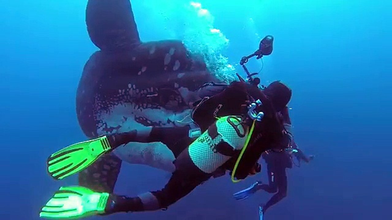 Image rare d'un poisson lune filmé au large du Portugal