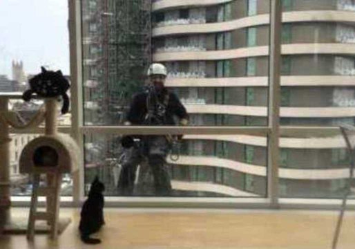 Cat Makes Some Unusual Friends