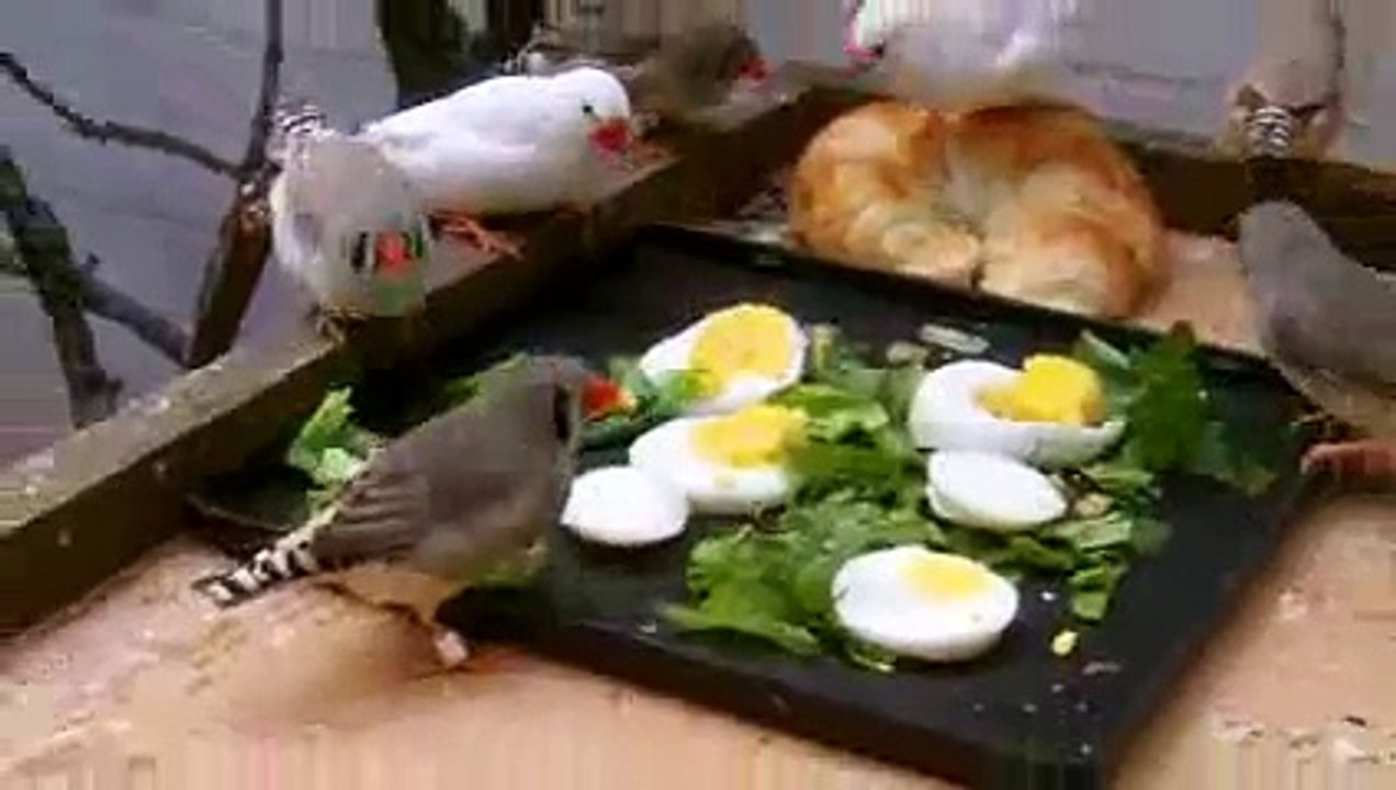 Finch Salad -