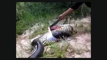 Trovano un'anaconda morta: quello che scoprono nella sua pancia è terribile!